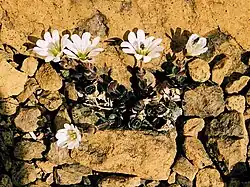 Shetland mouse-ear