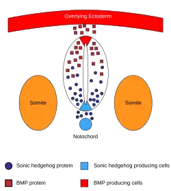 morphogens that pattern the dorsoventral axes of the neural tube