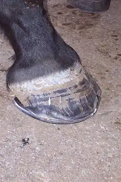 The nails driven through the hoof, but not yet bent downwards