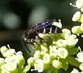 Colpa quinquecincta occidentalis female