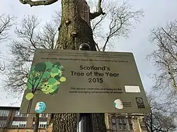 The tree with its Scotland's Tree of the Year 2015 sign.