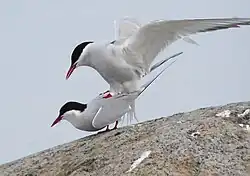 Arctic terns, Västerstadsviken, Södra Öland