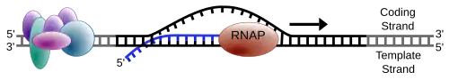 RNA polymerase moving along a stretch of DNA, leaving behind newly synthetized strand of RNA.