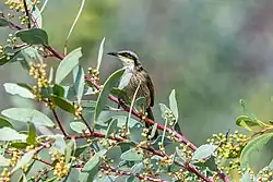 Singing honeyeater, Alice Springs Desert Park, Northern Territory