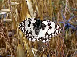 Melanargia titea (Melanargia larissa ssp. titea)