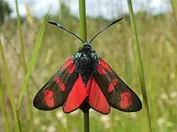 Adult