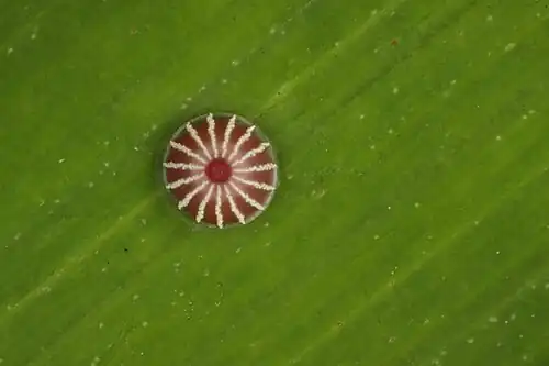 Egg