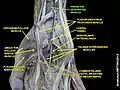 Pronator quadratus muscle