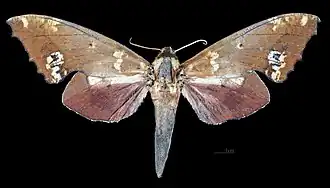 Female