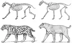 Comparison between the skeletons and reconstructions of Smilodon (left) and Homotherium (right)
