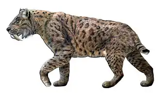 Smilodon fatalis