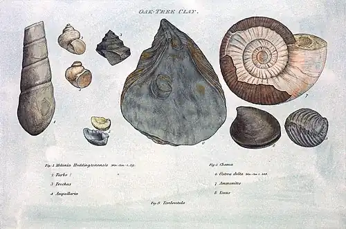 Image 8Illustration from William Smith's Strata by Organized Fossils (1817) (from History of paleontology)