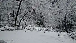 A snow covered forest near Thalisain