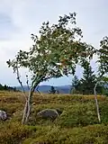 Rowan at Grand Ventron&nbsp;[fr].