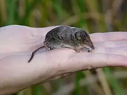 Gray shrew