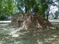 Sorghum forage, Maharashtra, India