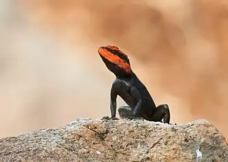 Front view