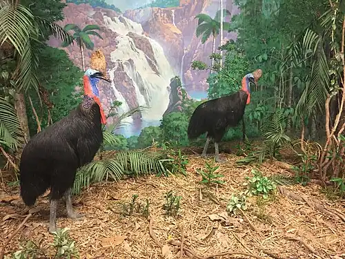 A diorama featuring two southern cassowaries