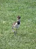 Southern lapwing chick