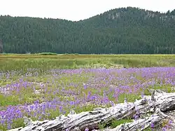 Perpetual meadows in Oregon, USA