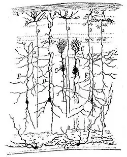 Drawing of a section through the optic tectum of a sparrow, from "Estructura de los centros nerviosos de las aves", Madrid, 1905