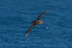 The "spectacles" of the spectacled petrel, Procellaria conspicillata, represent an unexplained peculiarity of this species.