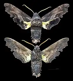 Sphecodina