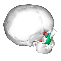 Sphenozygomatic suture (blue circle), seen from behind.