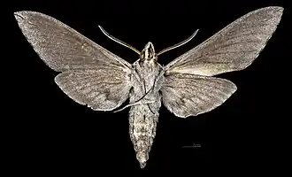 Sphinx chersis ♂ △
