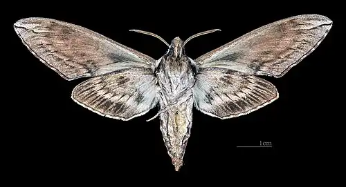 Male ventral