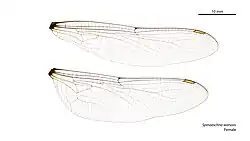 Female wings