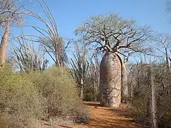 A dry spiny forest shows a path of red sand, various small shrubs, and a dominating, fat baobab tree.