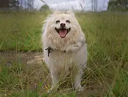 Male Japanese Spitz