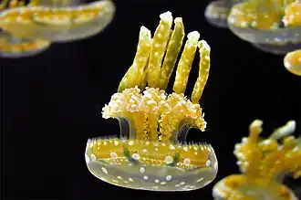 Mastigias papua, a Mastigiidae