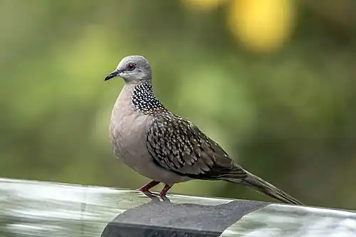 S. c. ceylonensis near Galle, Sri Lanka