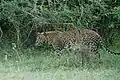 Sri Lanka leopard