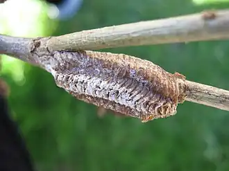 Ootheca