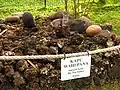 Cat ignoring a kapu