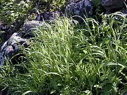 P. xerophyllum