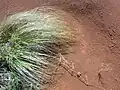 weeping lovegrass (Eragrostis curvula)