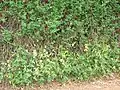 Rambling on side of road
