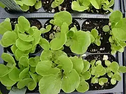 Small plugs of lettuce (Lactuca sativa (Manoa habit))