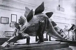 Life-sized restoration of Stegosaurus stenops in the U.S. National Museum, c. 1911
