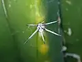 spine