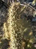 tip of stem