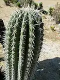 Spines