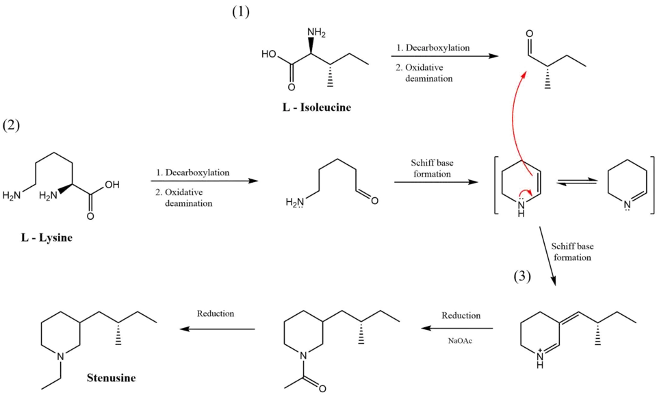 Stenusin biosynthesis