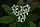 Galium aparine, stickywilly, White Cliff Fen and Forest