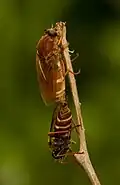 Coenomyia ferruginea mating