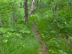 The Stratton Bald Trail (#54) approaching Stratton's summit